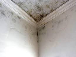 Mold Remediation for Rental Properties in Mount Kisco, NY